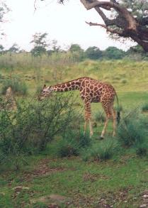 La girafe