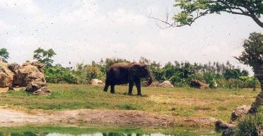 L'lphant d'Afrique